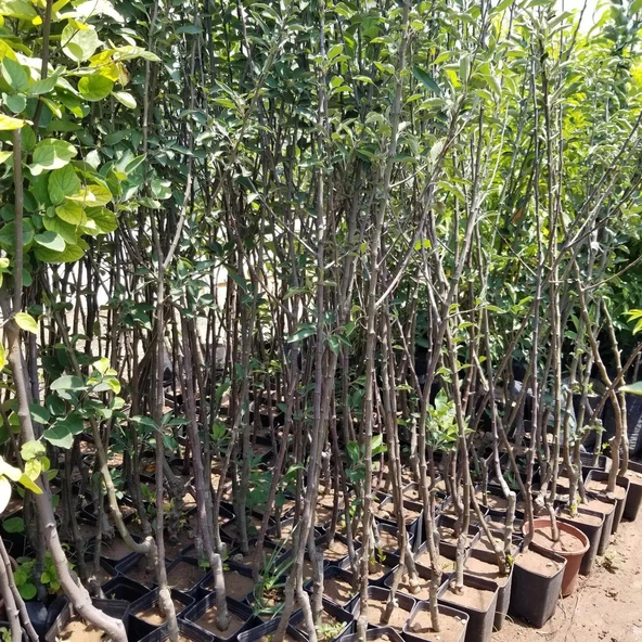 3 Yaş, Aşılı Elma Fidanı ARAP KIZI, Torbada - 2