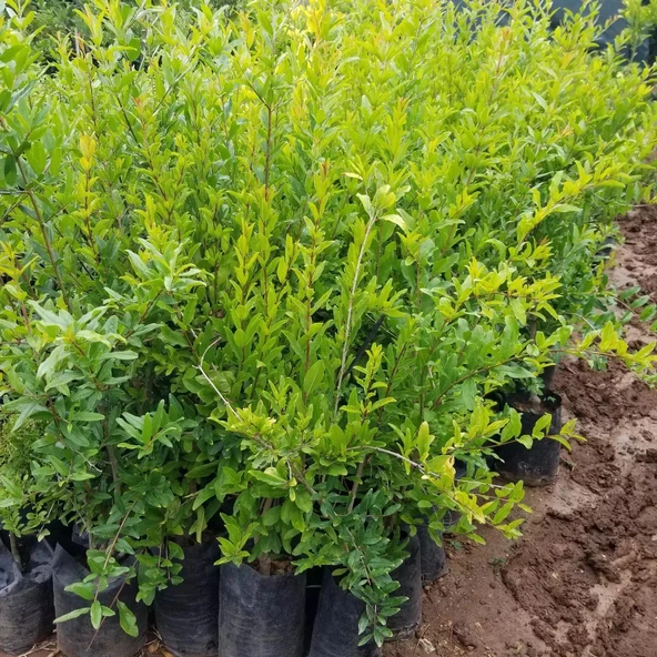 2 Yaş Aşılı Hicaz Nar Fidanı, Torbada - 3