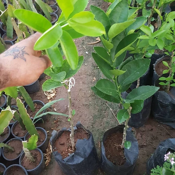 2 Yaş Aşılı Tahiti Lime Yeşil Limon Fidanı, Torbada - Resim 2