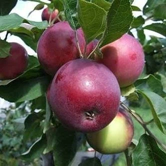 3 Yaş, Aşılı Elma Fidanı JERSEY MAC-YAZ ELMASI, Torbada - 1