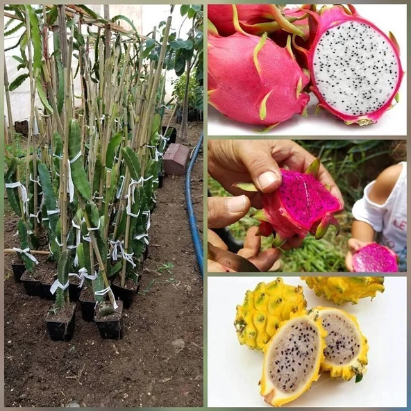 3 Farklı Renk Bodur Pitaya Seti (Beyaz-Sarı-Kırmızı) - Resim 2