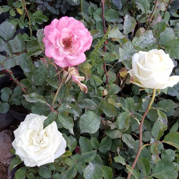 Aşılı Kokulu Gül fidanı, Torbada ürün görseli