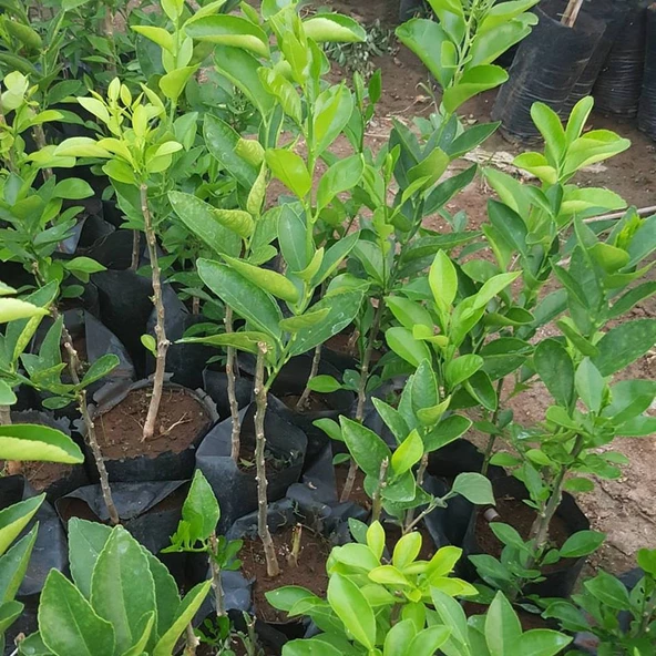 2 Yaş Aşılı Tahiti Lime Yeşil Limon Fidanı, Torbada - Resim 3