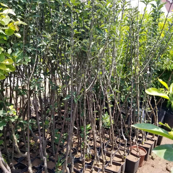 3 Yaş, Aşılı Elma Fidanı FUJİ ZHEN AZTEC, Torbada - Resim 3