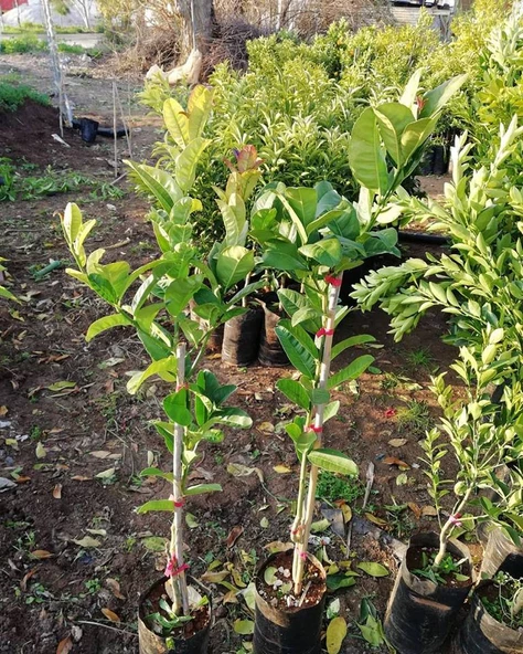 4 Yaş Aşılı Tropikal Budanın Eli Fidanı, Torbada - Resim 2