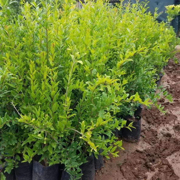 2 Yaş Aşılı Hicaz Nar Fidanı, Torbada - 2