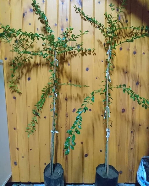 5 Yaş Aşılı Avusturalya Blood Lime - Kırmızı Limon Fidanı, Torbada - 2