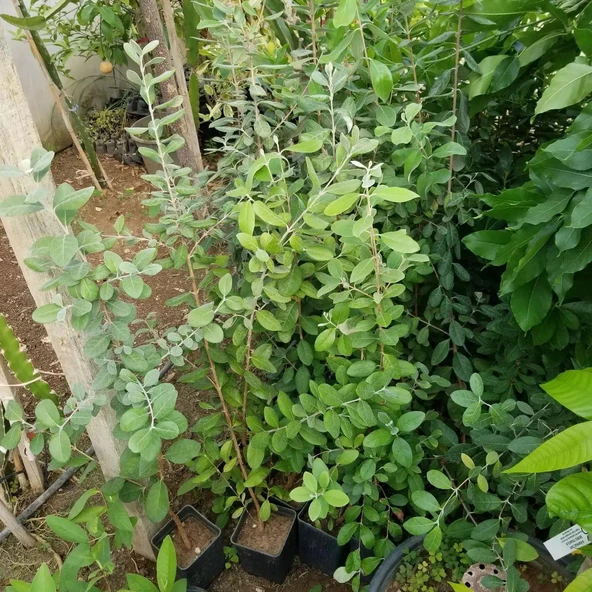 4 Yaş Feioja Kaymak Ağacı Fidanı, Torbada - Resim 2