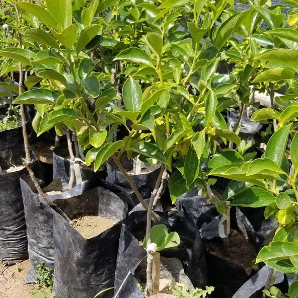 Aşılı Trabzon Hurması Cennet Elması Fidanı, Torbada - 2