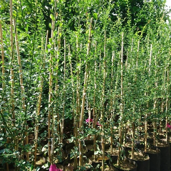 5 Yaş Aşılı Finger Lime RED CHAMPAGNE, Torbada - 2