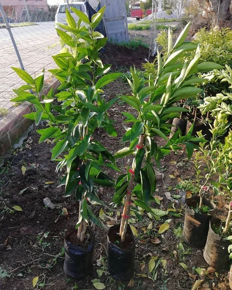 3 Yaş Aşılı Kokulu King Mandalina Fidanı, Torbada - Resim 2