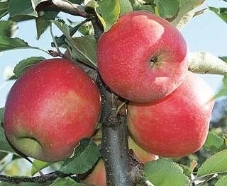 3 Yaş, Aşılı Elma Fidanı PINK LADY, Torbada