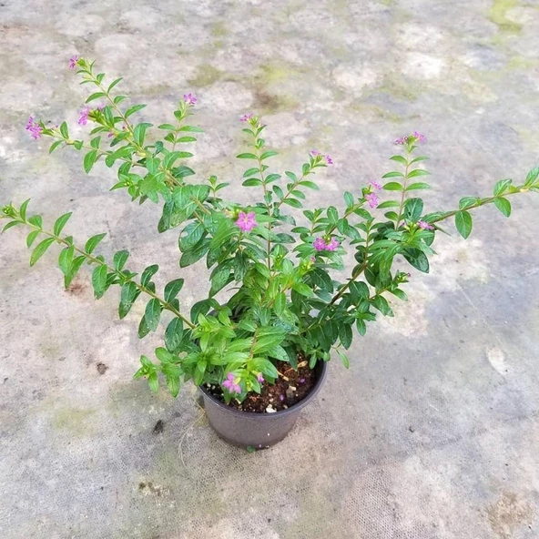 Kufeya Cennet Çiçeği (Mor Çiçekli Cuphea Hyssopifolia), Saksıda - 3