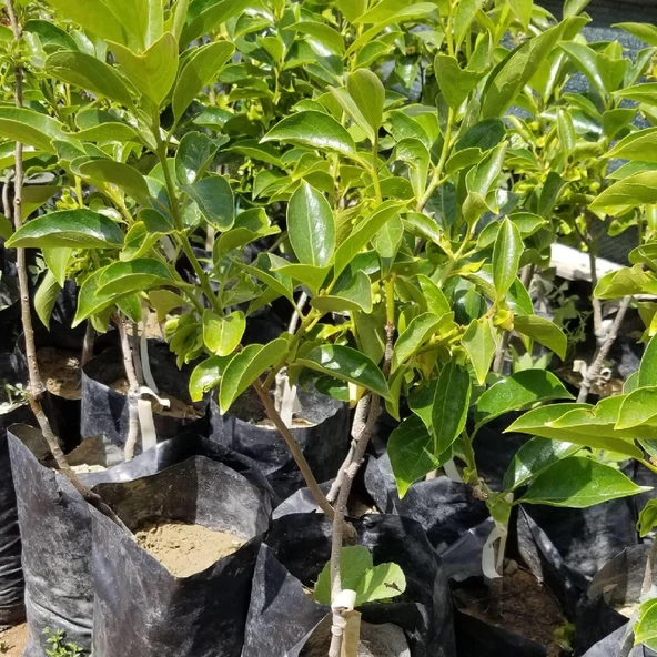 Aşılı Trabzon Hurması Cennet Elması Fidanı, Torbada - 3