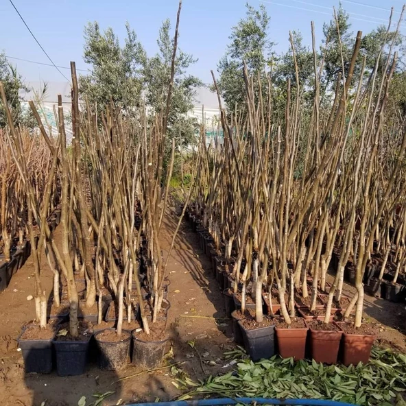 4 Yaş Aşılı Chandler Amerikan Cevizi, Saksıda - Resim 2