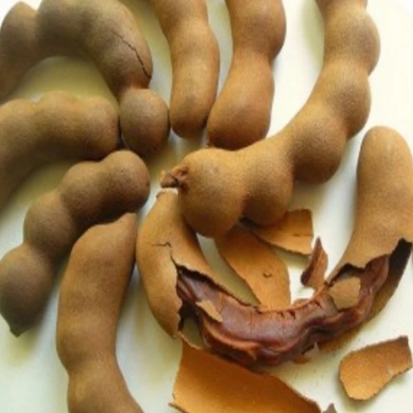 10 Adet Tamarind Demirhindi Tohumu, Taze Tohum