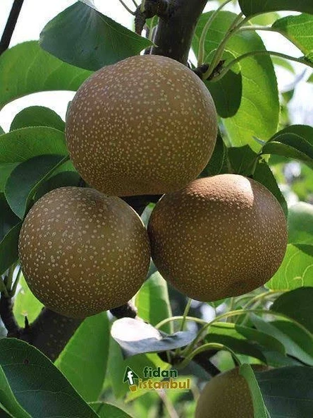 3 Yaş Aşılı Naşi Armudu, Saksıda - Resim 2