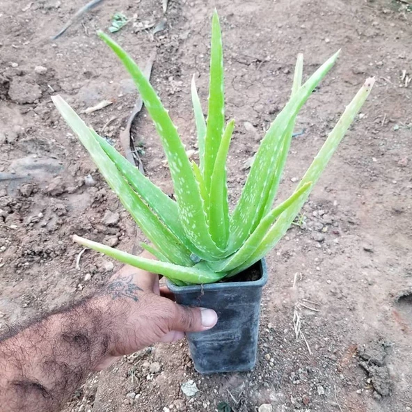 Tüketilebilir Aloevera, Küçük Boy, Torbada - Resim 2