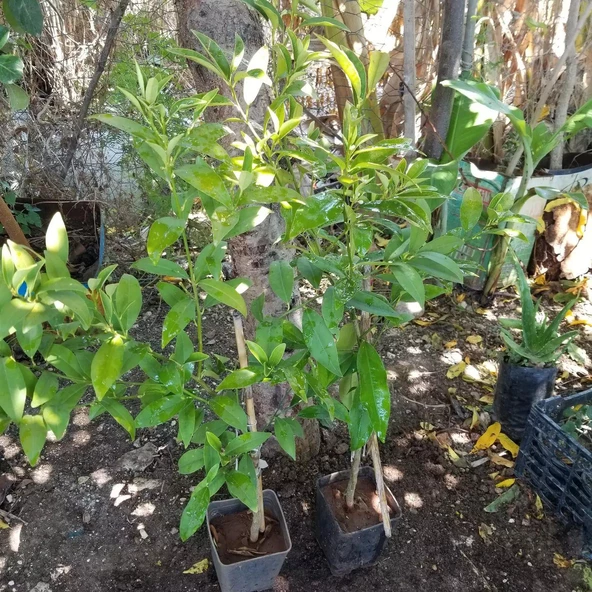 3 Yaş Aşılı Limonkamkat Tavaresquat  Fidanı, Torbada - 4