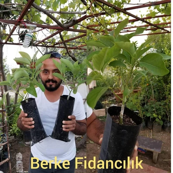 3 Yaş Aşılı Hass Avakado Fidanı, Torbada - 2