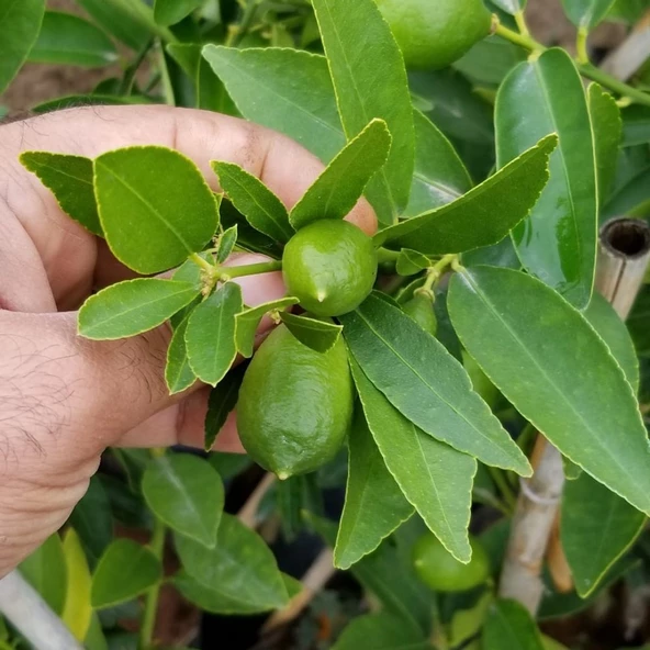 3 Yaş Aşılı Limonkamkat Tavaresquat  Fidanı, Torbada - 2