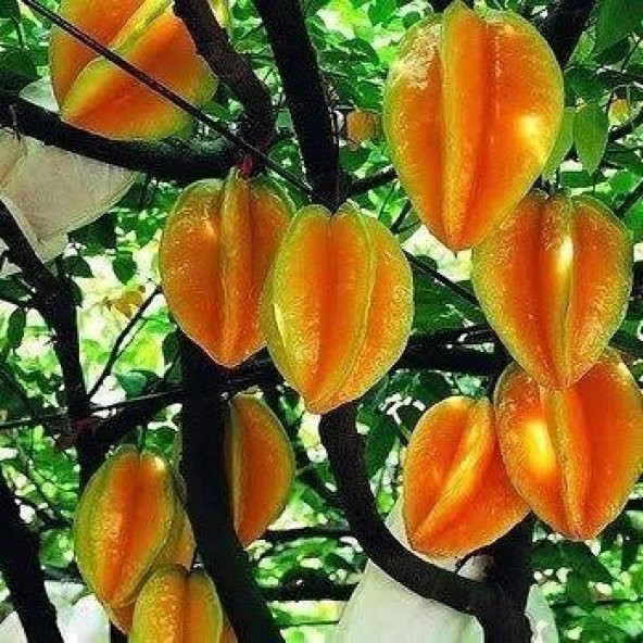 2 Yaş Yıldız Meyvesi Carambola Fidanı, Torbada