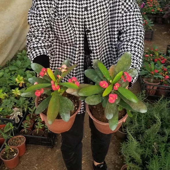 Büyük Boy KIRMIZI Euphorbia Milli / Dikenler Tacı, Saksıda - 2