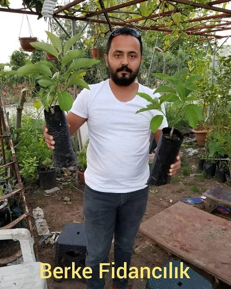 3 Yaş Aşılı Zutano Avakado Fidanı, Torbada - Resim 2