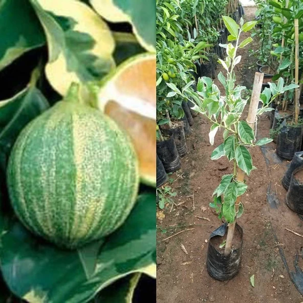 4 Yaş Aşılı Tropikal Alacalı Limon Fidanı, Torbada - Resim 2