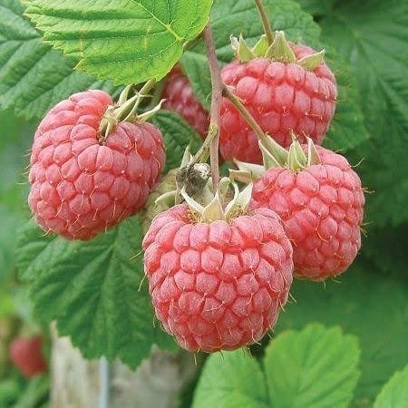 Aksu Pembesi Ahududu Fidanı, Torbada ürün görseli