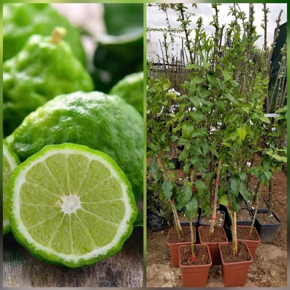 6 Yaş Aşılı Bergamot Fidanı, Saksıda - 2