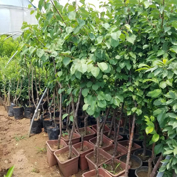 4 Yaş Aşılı Şekerpare Kayısı Fidanı, Saksıda - Resim 2