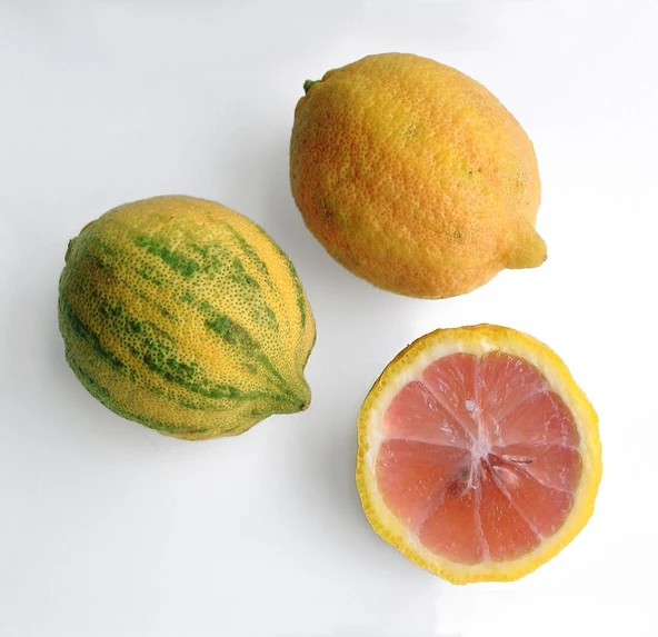 4 Yaş Aşılı Tropikal Pembe Alacalı Limon Fidanı, Torbada - 1