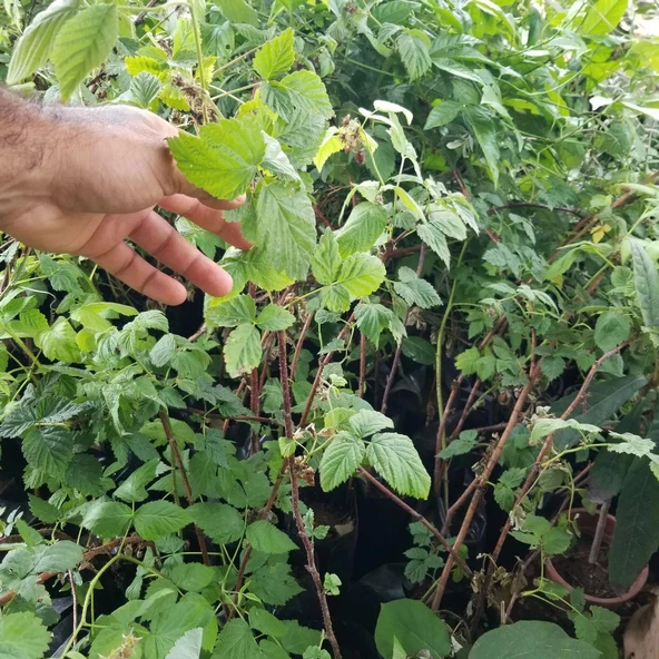 Tulameen İri Kırmızı Ahududu Fidanı, Torbada - 3