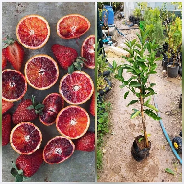 3 Yaş Aşılı Kan Portakalı Fidanı, Torbada - 2