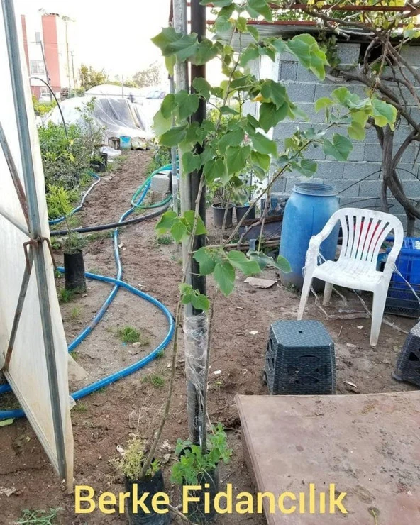 4 Yaş Ihlamur Fidanı, Torbada - 2