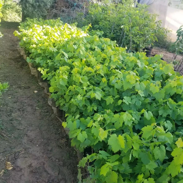 2 Yaş Aşılı Sultaniye Çekirdeksiz Üzüm Fidanı, Saksıda - 2