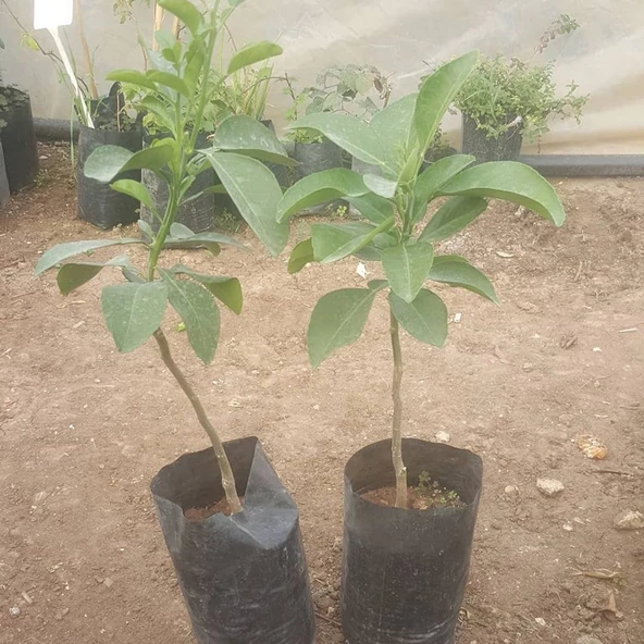3 Yaş Aşılı Ağaç Kavunu Fidanı, Torbada - 3