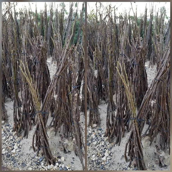 2 Yaş Aşılı Chandler Bodur Ceviz Fidanı, Torbada - Resim 2