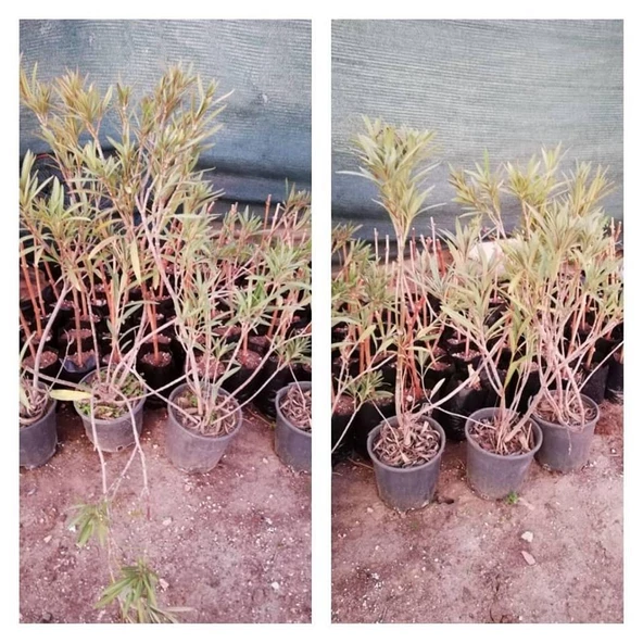 3 Yaş Bodur Zakkum Fidanı, Saksıda - 2