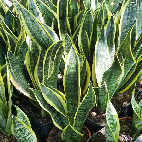 Büyük Boy Peygamber Kılıcı Sansevieria Trifasciata, Saksıda - Resim 2