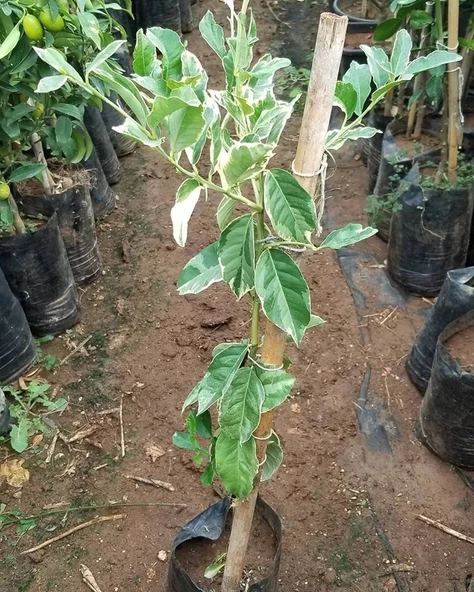 4 Yaş Aşılı Tropikal Alacalı Limon Fidanı, Torbada - Resim 3