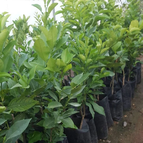 3 Yaş Aşılı Meksika Misket Limon Fidanı, Torbada - 2