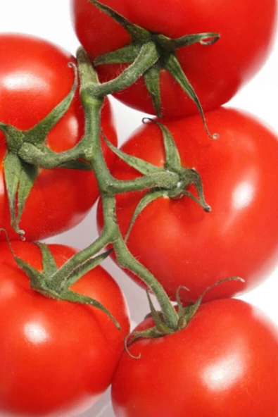 Domates Tohumu Falcon 5 Gr ürün görseli