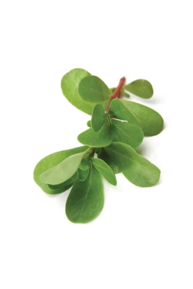 Semizotu Tohumu 10 Gr - 2