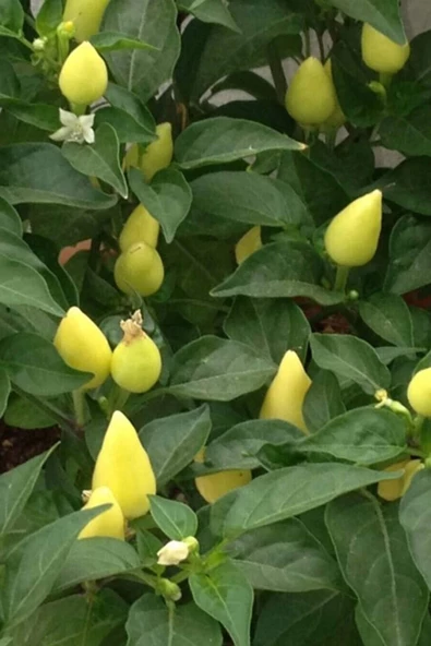 Misket Biberiye Biber Tohumu 5 gr - Resim 2