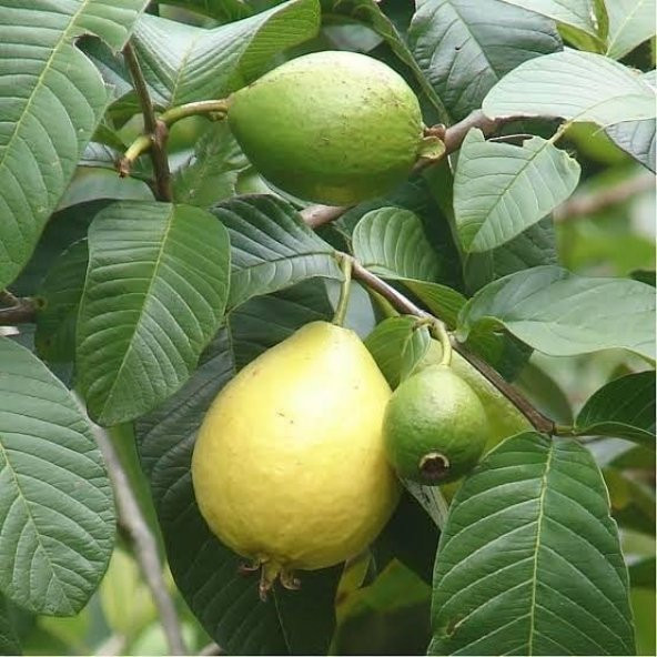 Bodur Sarı Guava Fidanı, Saksıda