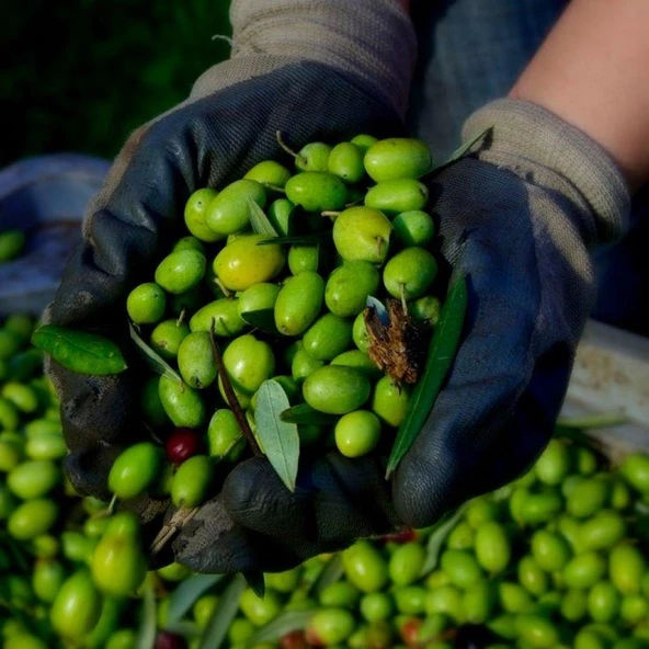Tüplü Sınırlı Üretim Picholine Zeytini (Fransa Menşei) Fidanı ürün görseli
