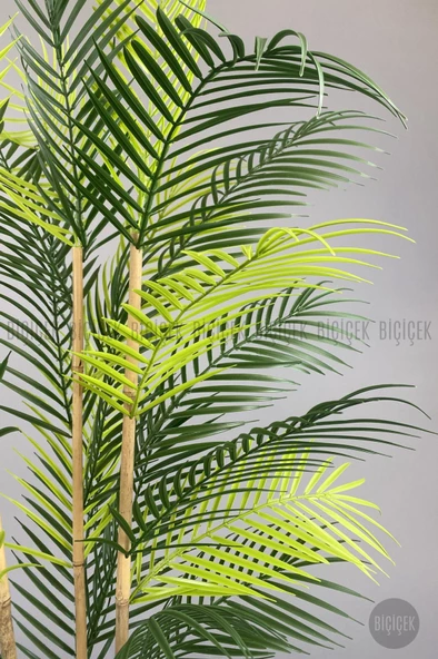 BİÇİÇEK 125cm Areka Ağacı 24 yapraklı Nergiz Saksıda - 4