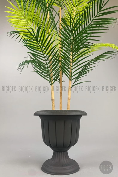 BİÇİÇEK 125cm Areka Ağacı 24 yapraklı Nergiz Saksıda - 9